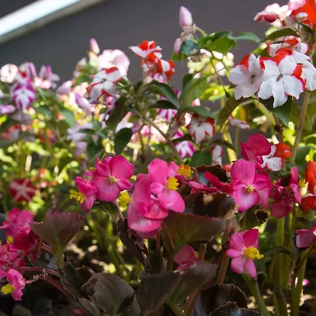 Amalia Sea View Appartement