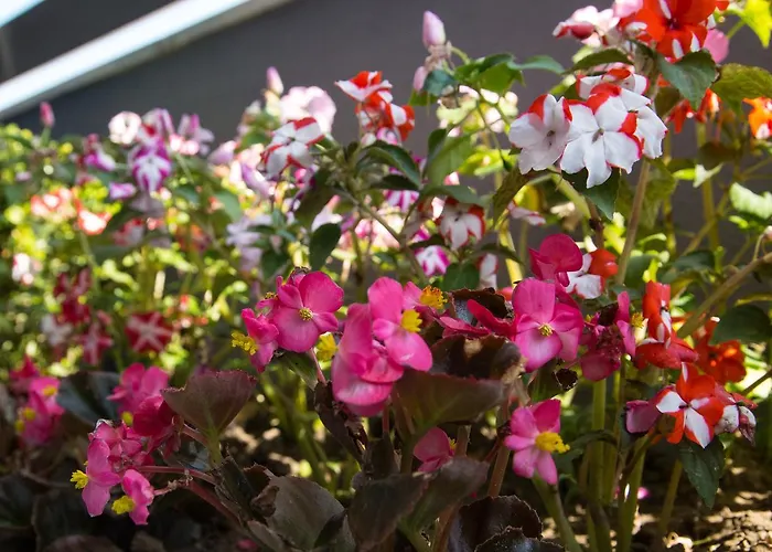 Amalia Sea View 公寓